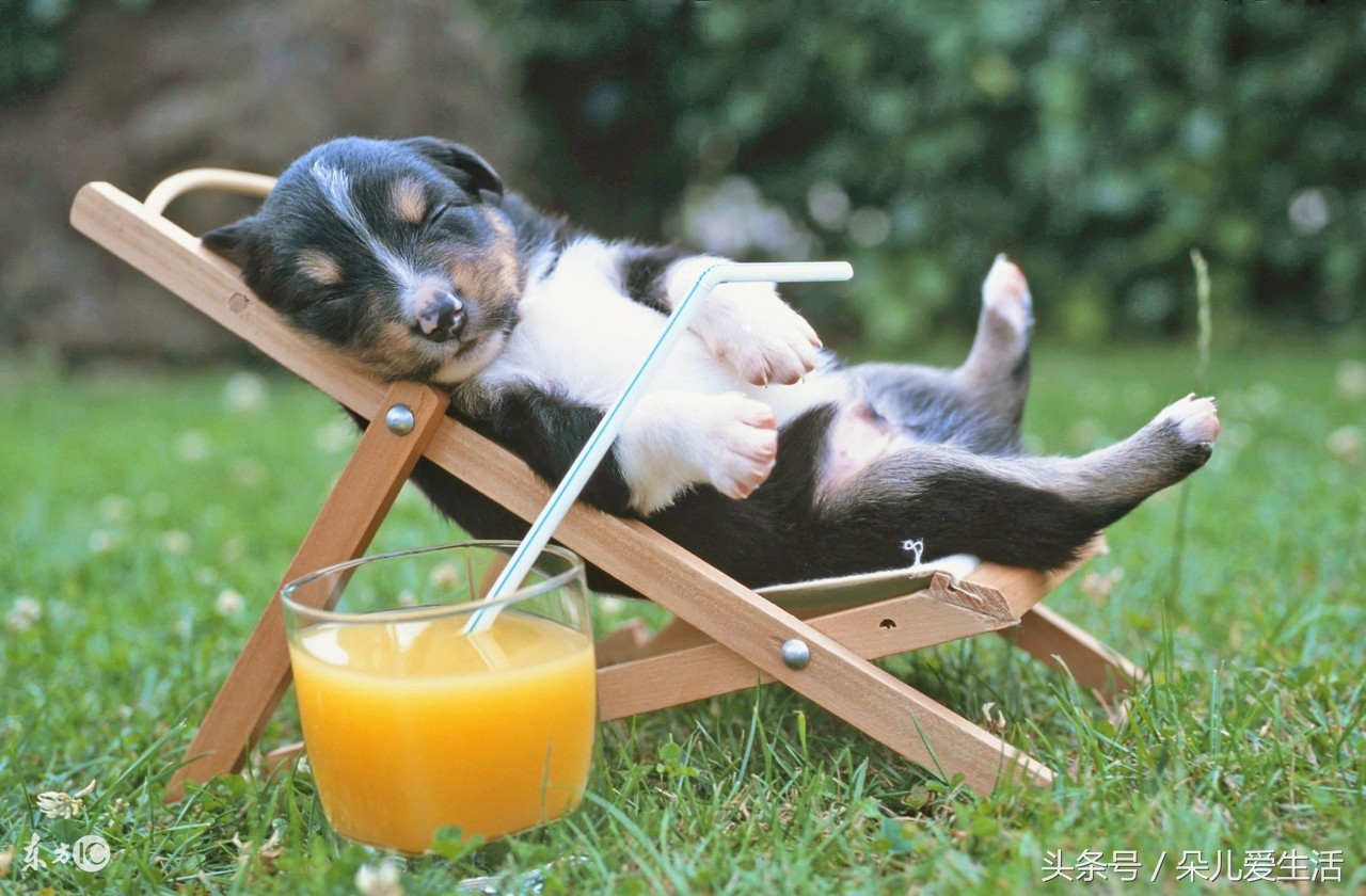 关于挪威你了解多少,苏格兰牧羊犬价格多少钱一只