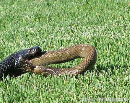 神医深山救治妇人故事,深山寻药真实故事