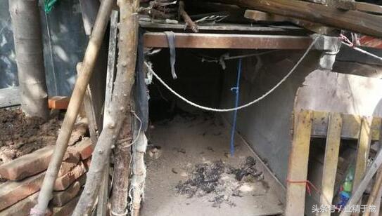 鸡被不明生物全部咬死了,鸡被不明动物咬死