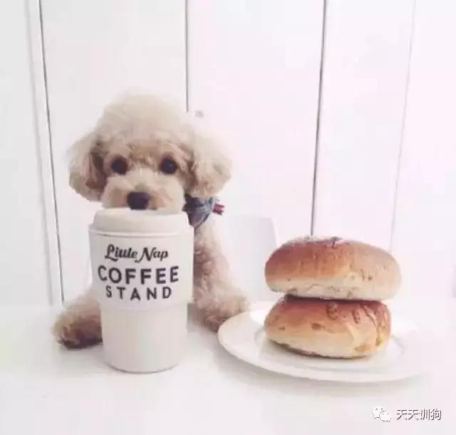 狗狗毛发褪色怎么回事如何解决,比熊狗狗鼻子褪色什么原因