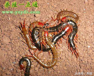 蜈蚣黑斑病怎么治疗,蜈蚣黑斑病的症状及治疗