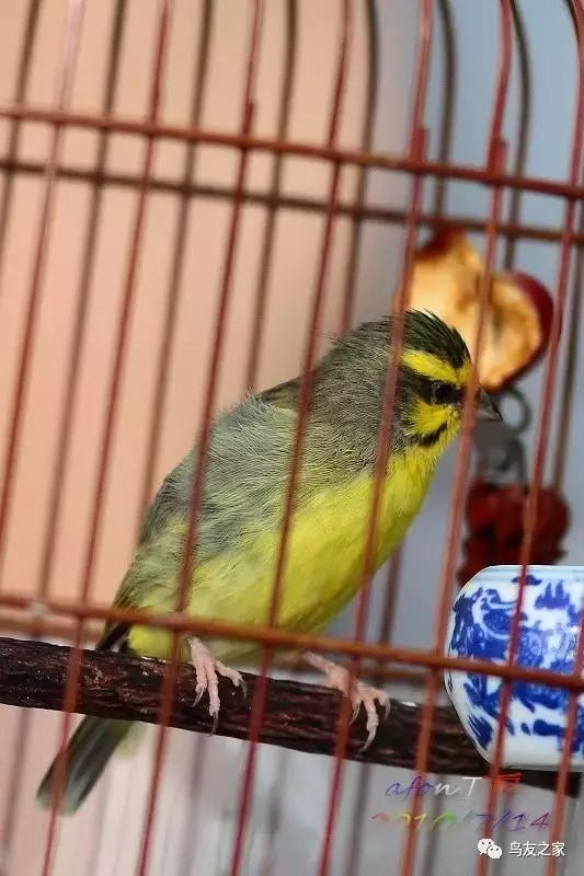 金青最值得饲养品种,金青可以饲养吗