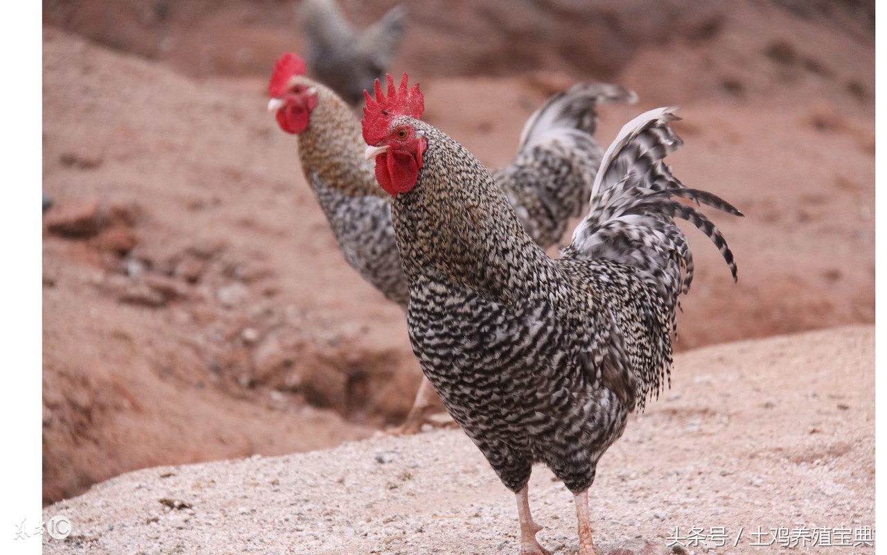 土鸡拉白痢或黄痢用什么药,散养土鸡拉黄痢怎么治