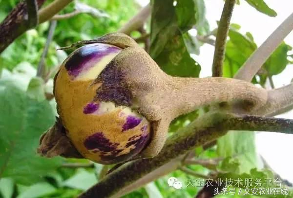 家用杀虫剂喷雾十大品牌,内吸性杀虫剂十大排行