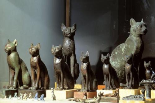 猫主子的真实生活,你真的懂自家猫主子吗