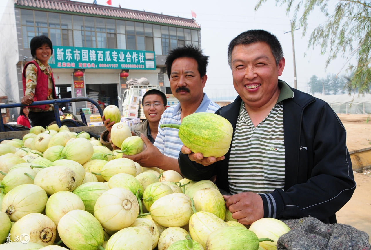 吃香瓜的功效和作用,野生小香瓜的功效与作用