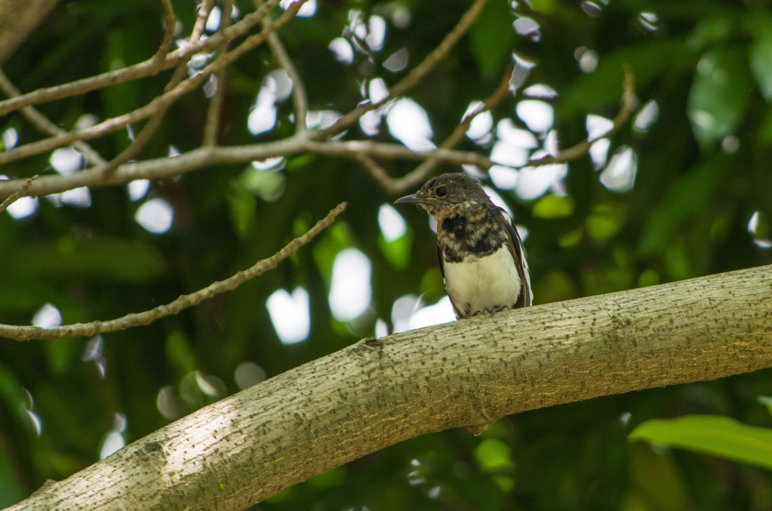 宾得k50的1600万像素高吗,宾得k50有hdmi接口吗