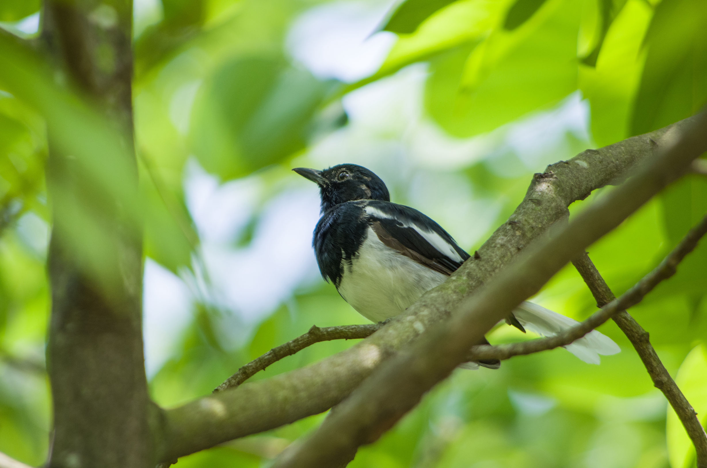 宾得k50的1600万像素高吗,宾得k50有hdmi接口吗