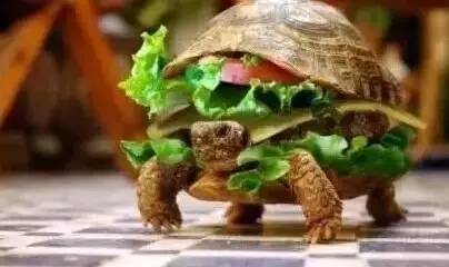 十大违禁入境品,各国海关奇葩禁令