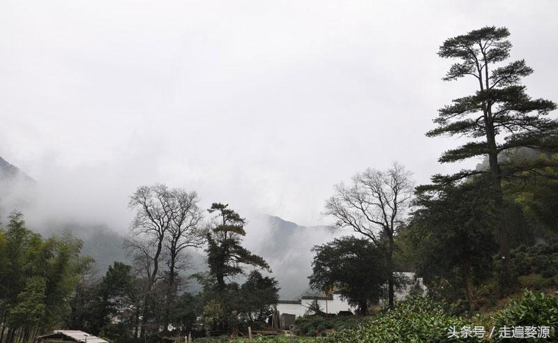 婺源第一名,婺源茶叶第一名