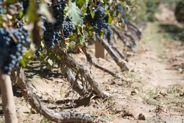 戎子酒庄酒业集团,戎子酒庄倾力打造