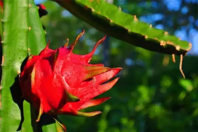 成都农庄十佳休闲庄园,成都十大生态农庄排行榜前十名