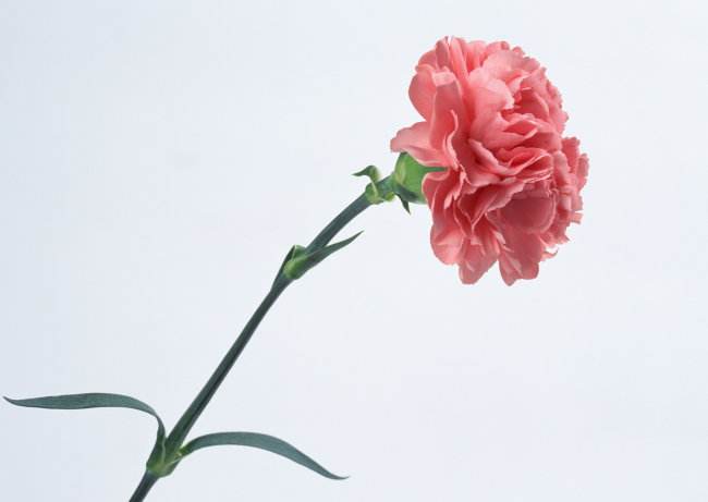 世界各国的国花图片大全,世界各国的国花都是哪些