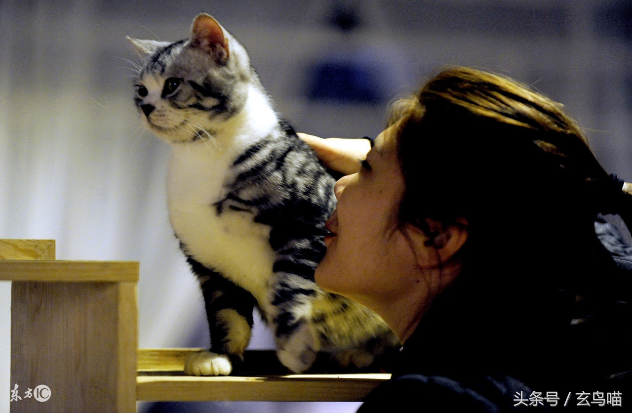 猫咪体内寄生虫大全,猫咪身上寄生虫会传染给人类吗