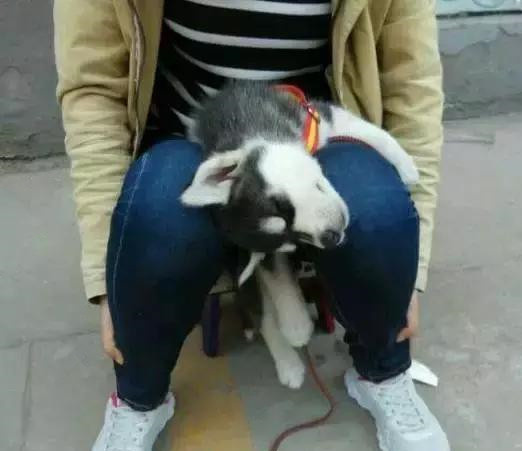 一招辨认哈士奇是不是纯种皇家血脉