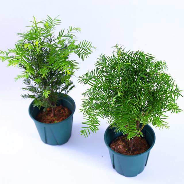 装修好的房子种什么植物能去甲醛,24小时去甲醛有害气体的植物