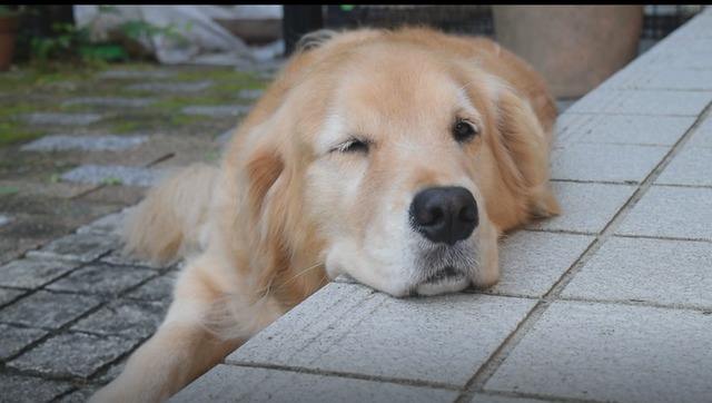 金毛犬的治疗视频,金毛犬得了犬瘟的症状