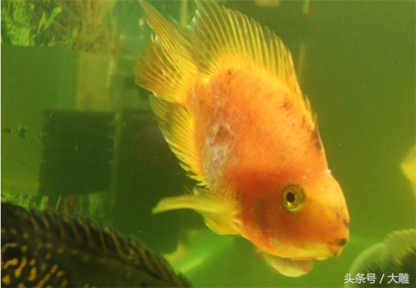 养鱼池鱼病如何防治,养鱼病了怎么处理