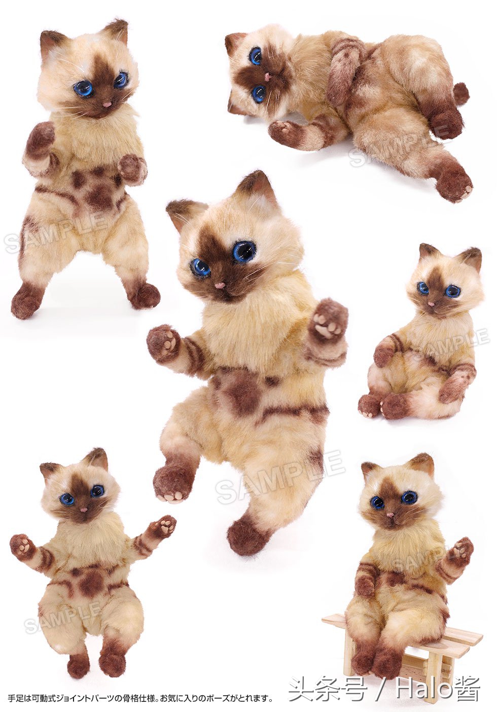 怪物猎人世界三只艾露猫,怪物猎人艾露猫真人