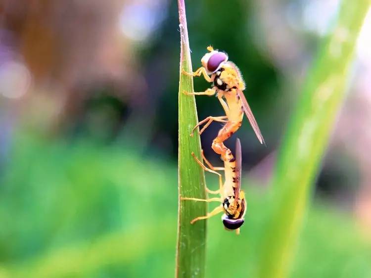 手机怎么玩转拍摄,手机怎样微距拍照