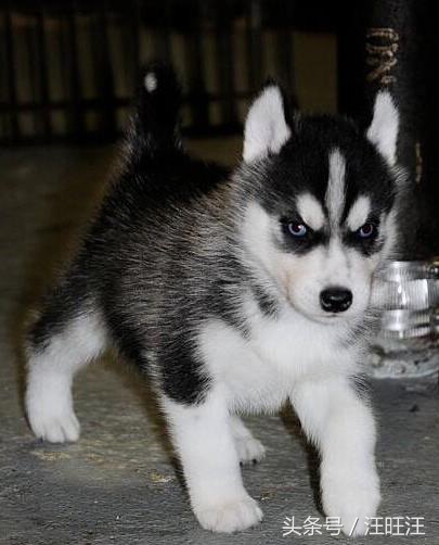 哈士奇护食爆冲,哈士奇小狗训练全套教程