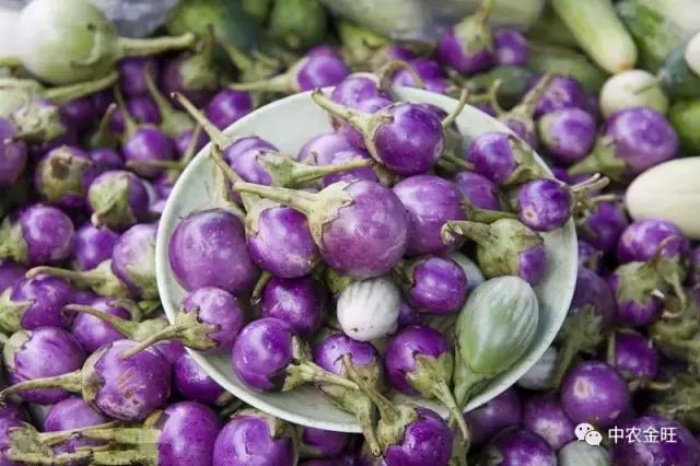 迷你农业怎么做,网红迷你农业怎么玩