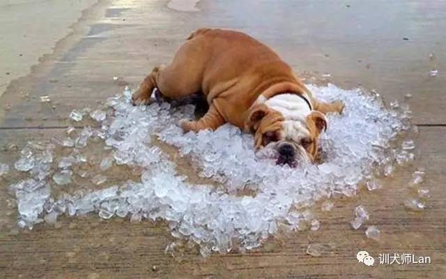 狗狗吃东西流好多口水是怎么回事,狗狗嘴巴流出黄色液体和很多口水