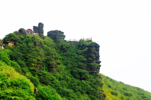 天天有人去山上采蘑菇,每天来观看的游客上万人