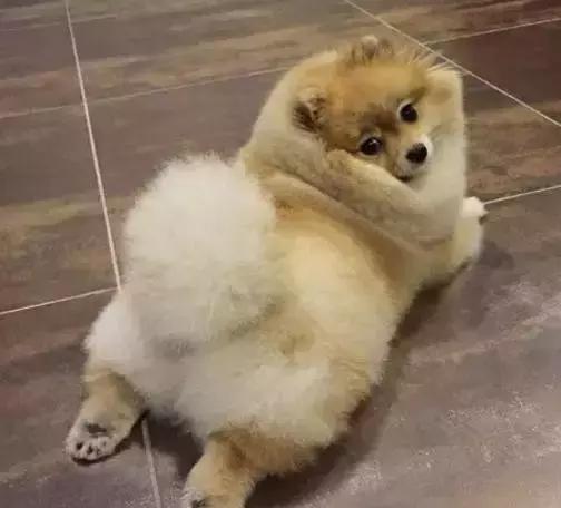 那坨博美！好软！好圆！好蓬！好想揉！