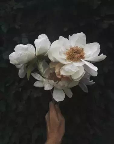 会枯萎腐烂的仿真花,会枯萎的花有什么