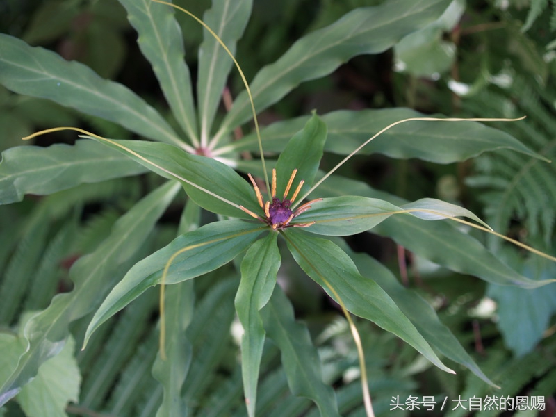 七叶一枝花是什么药草,七叶一枝花到底什么功效