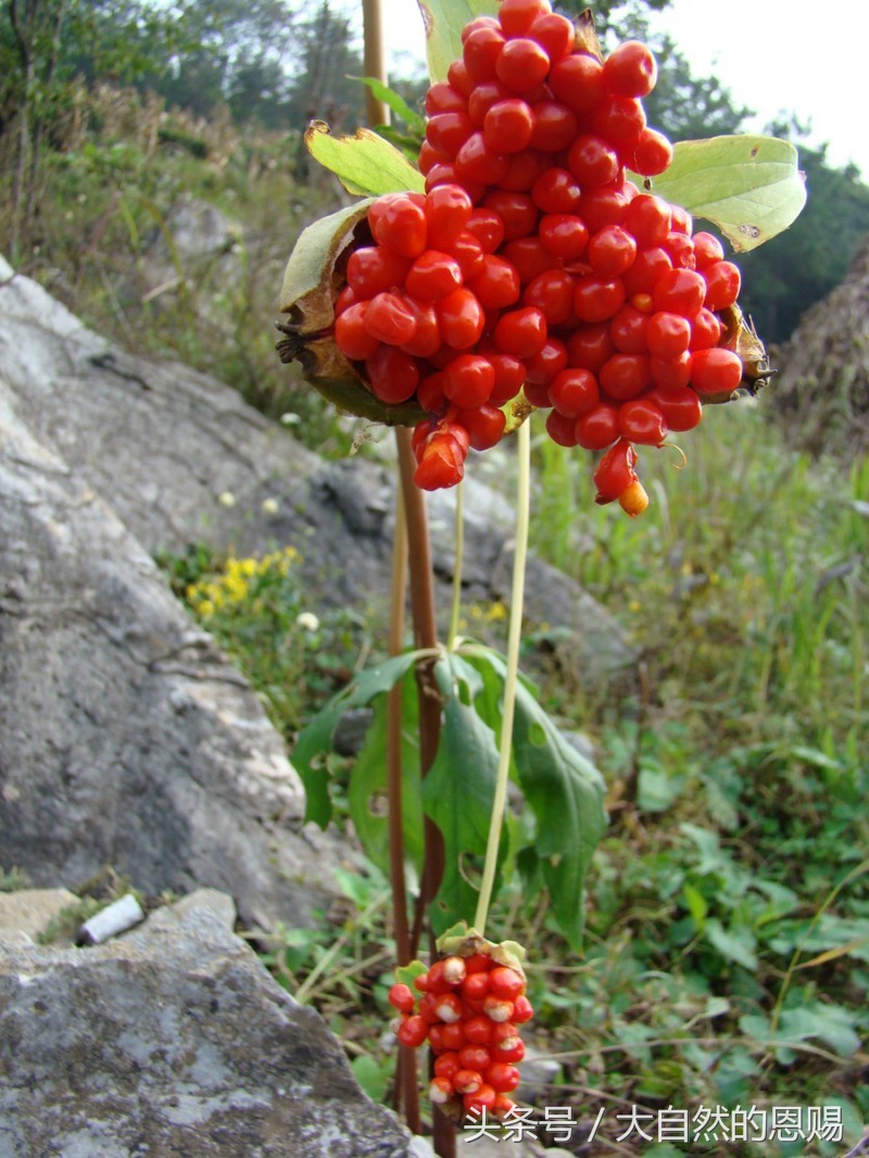 七叶一枝花是什么药草,七叶一枝花到底什么功效