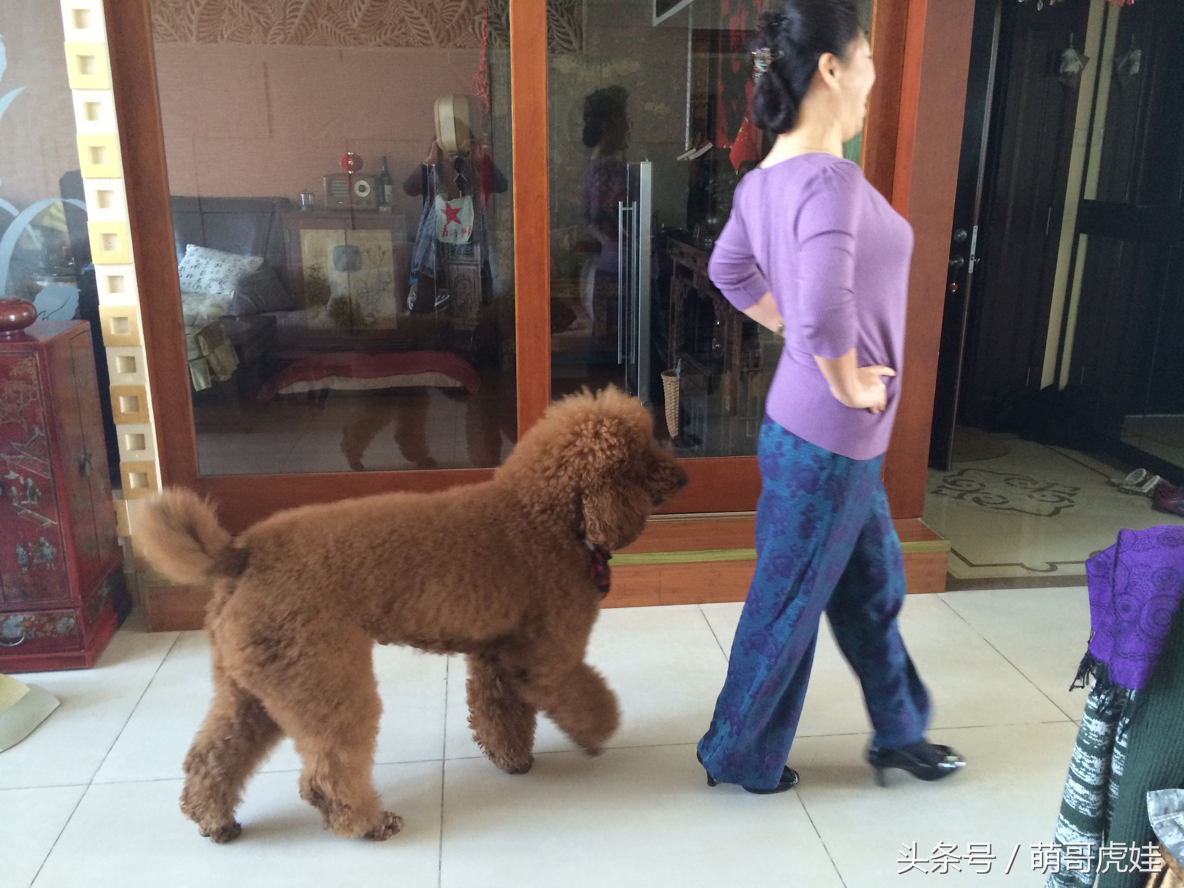 主人教大泰迪卖西瓜赚狗粮，大的换十斤小的换五斤晚饭全靠自己赚