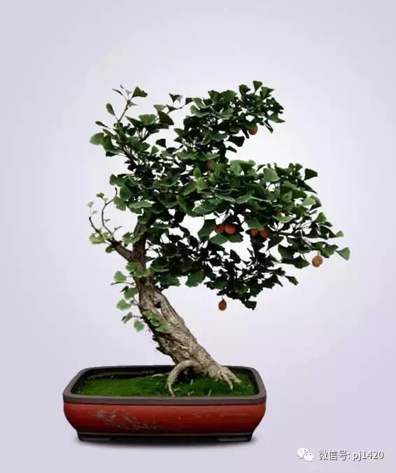 50种盆景树图片大全,50种盆景植物图片大全