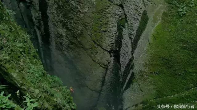 在深达数百米的天坑，大熊猫曾经到此一游