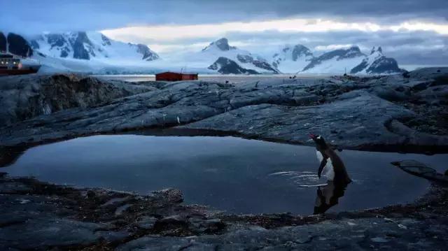 阿里巴巴员工连去十趟南极景色壮美企鹅在腿上睡着