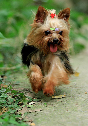 狗狗健康护理,怀孕狗狗的养护注意事项