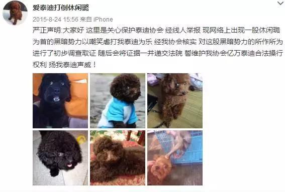 你听说过”反泰迪联盟“和”人形泰迪“吗？养泰迪凭啥要被歧视？