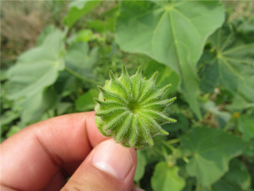 能印花还能治病的“磨盘草”，村里女孩拿它当耳环带