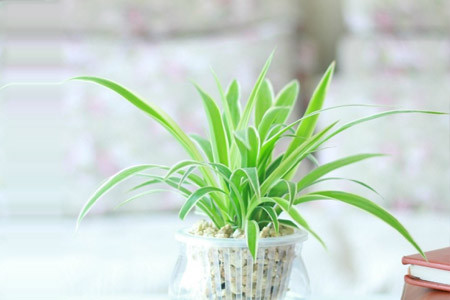 怎样水培吊兰扦插,水培吊兰怎样才能长的更快