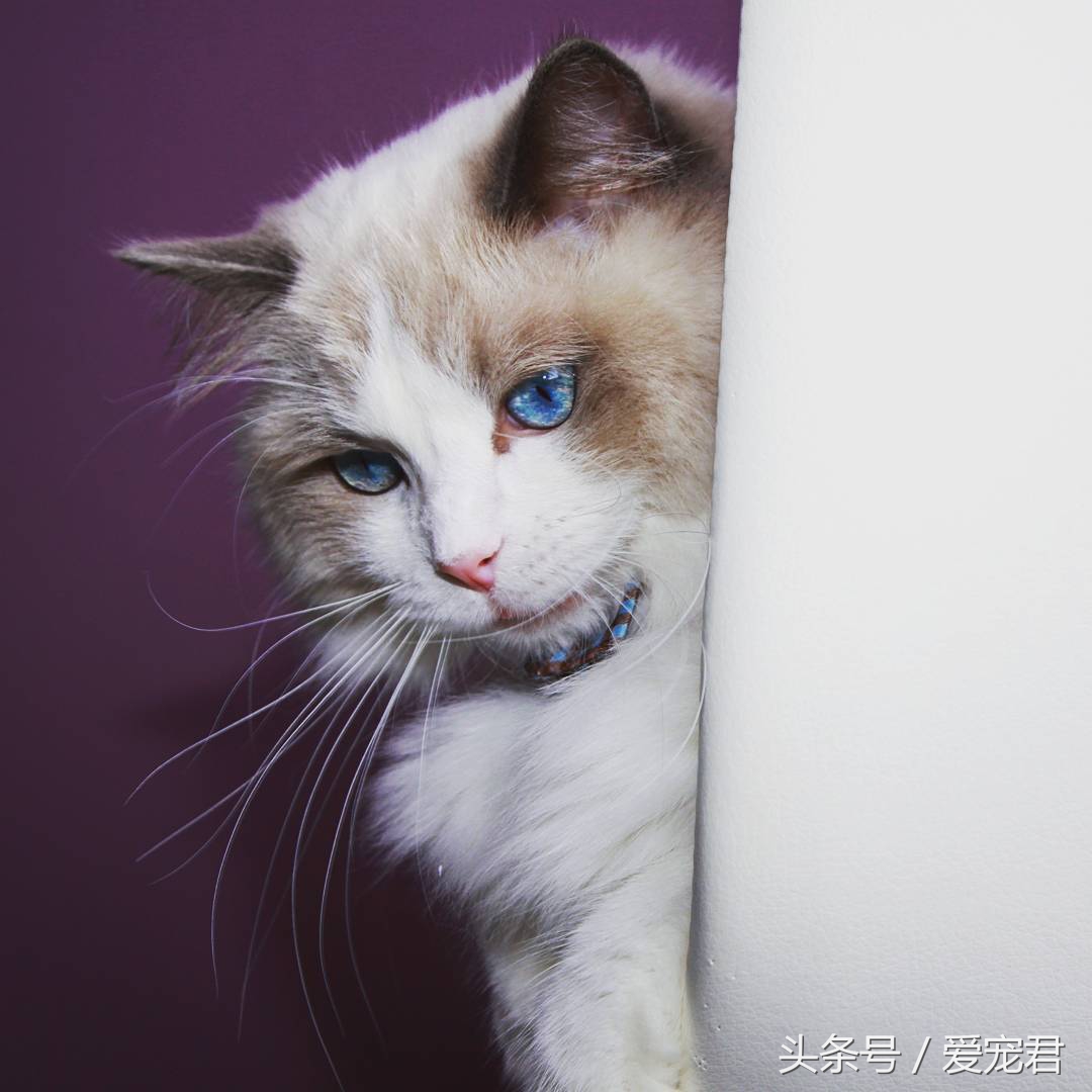 猫咪郁闷应该怎么办,猫咪郁闷怎么办