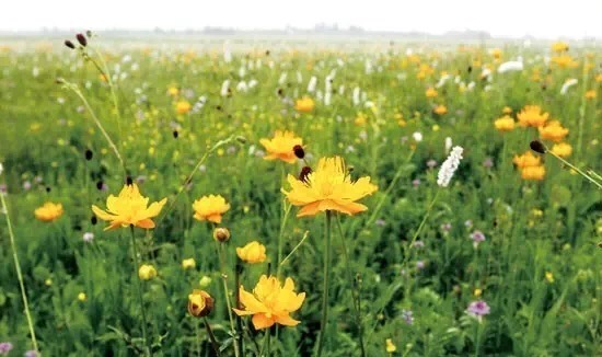正蓝旗蟹岛度假村门票,内蒙古正蓝旗蟹岛度假村