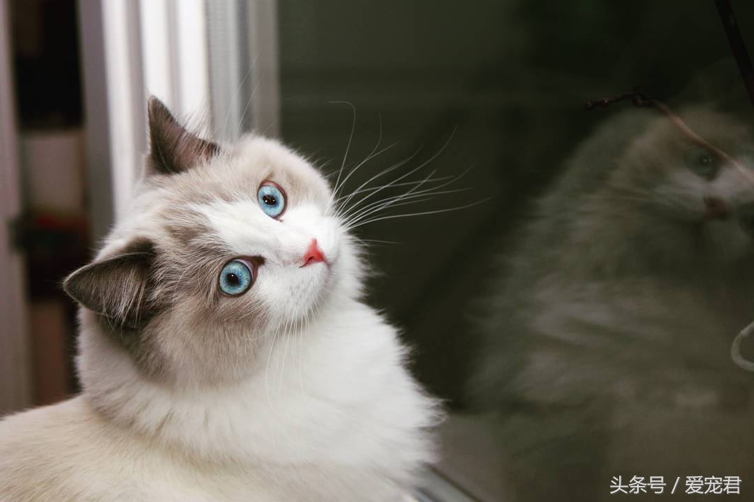 猫咪郁闷应该怎么办,猫咪郁闷怎么办