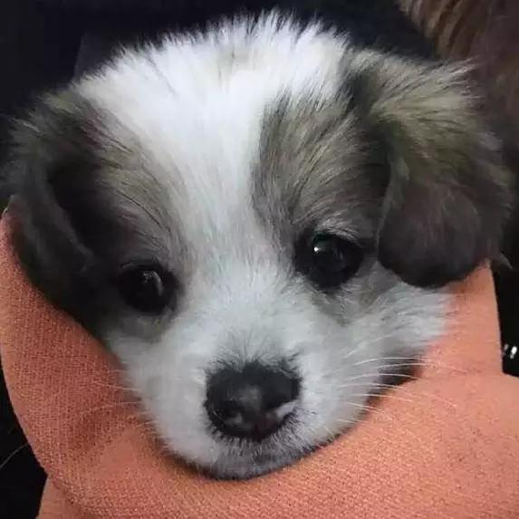 2022上海宠物领养中心官网,上海宠物领养日申请领养概率