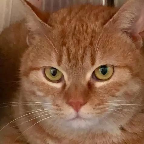 上海嘉定哪里有免费领养狗,瑶海区附近最近的宠物领养