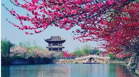 梅花未落樱花盛开,看完梅花赏樱花