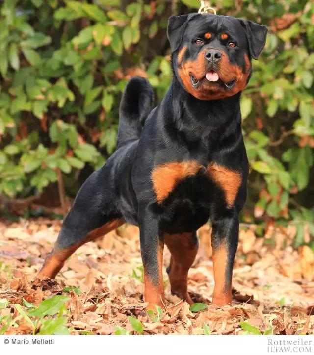 德国犬种罗威纳犬图片,动物世界家禽篇