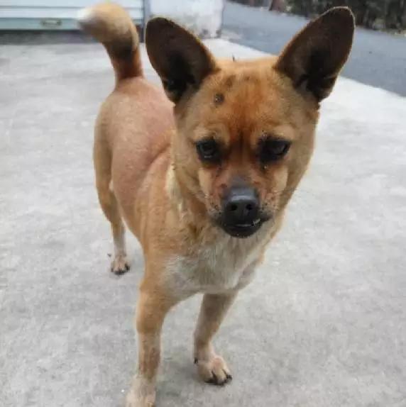 「3月上海领养」给流浪的它们一个温暖的家！