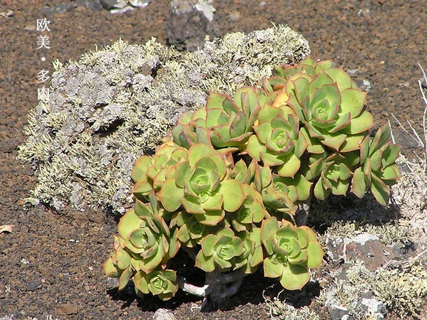 多肉张狂起来,狂野型多肉