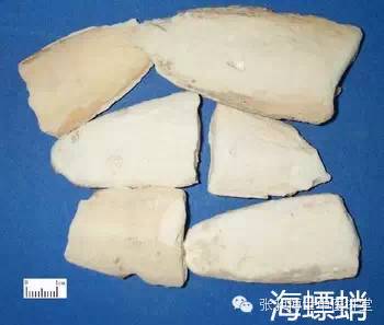 海螵蛸可治哮喘吗,海螵蛸可治食管炎吗